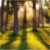 sunlight_forest_61x