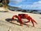 Red Crab