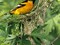 Baltimore Oriole