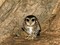 Cuban Screech Owl