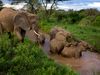 Photo: Samburu elephants