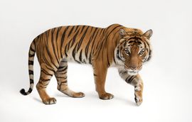  Picture of a Malayan tiger