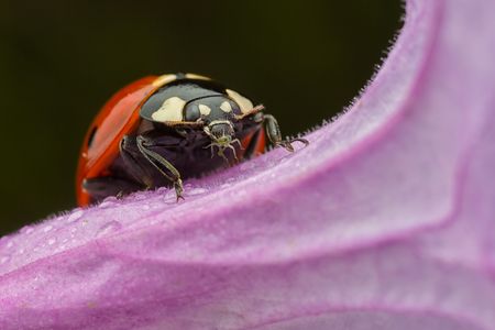 Ladybug