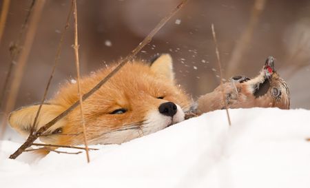 Red Fox