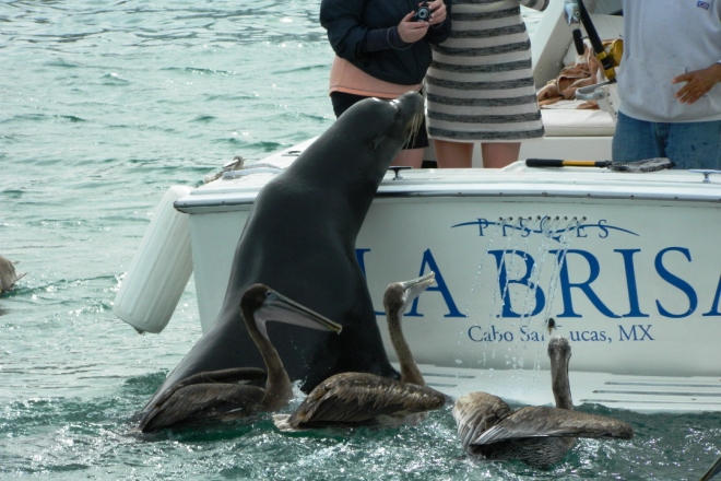 León marino sorprende a turistas en Los Cabos cuando brinca a su yate por comida