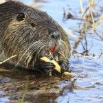 A nutria nibbling on an aquatic plant.