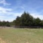 Juniper have invaded former grasslands in Oklahoma. (Texas A&M AgriLife photo by Dr. Bradford Wilcox)