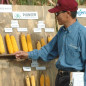 Dr. Qingwu Xue, AgriLife Research crop stress physiologist in Amarillo, shows the results of the drought-tolerant hybrid study during a field day. (Texas A&M AgriLife Research photo by Kay Ledbetter)