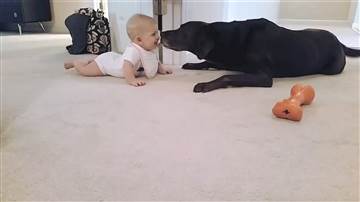 Aw! Crawling baby gets sweet kiss from pet dog
