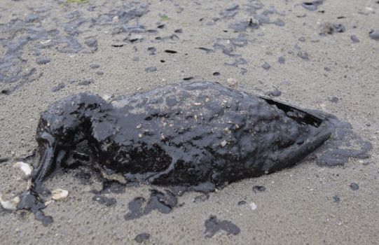 A dead oil covered bird is shown washed ashore on the beach area along Boddeker Rd. on the east end of Galveston near the ship channel Sunday, March 23, 2014 in Galveston. Photo: Melissa Phillip, Houston Chronicle