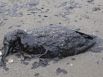 A dead oil covered bird is shown washed ashore on the beach area along Boddeker Rd. on the east end of Galveston near the ship channel Sunday, March 23, 2014 in Galveston.