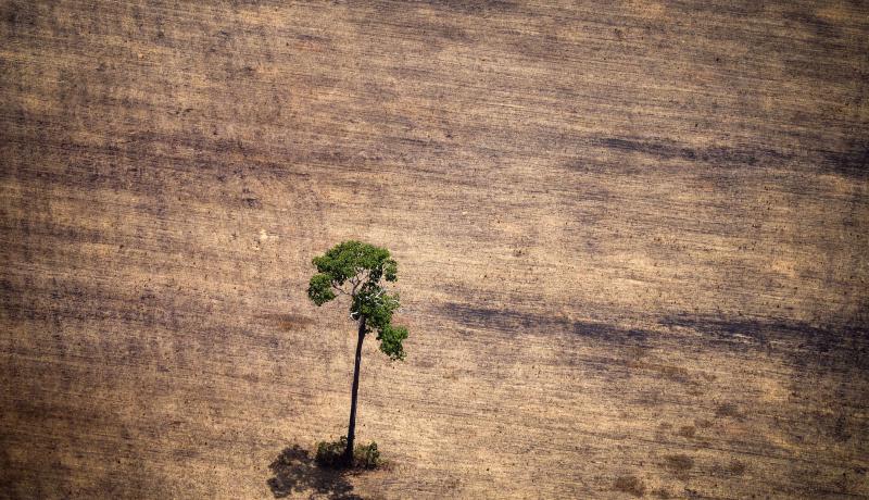 View of a tree in a deforested area in the middle of the Amazon jungle during an overflight by Greenpeace activists over areas of illegal exploitation of timber in the state of Para, Brazil. Photo by RAPHAEL ALVES/AFP/Getty Images.