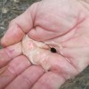 Hope for the Toads. A Houston toad pollywog set to be released into the wild. These tadpoles were not bred in captivity, but they were fostered from eggs in an attempt to increase their survival rates.