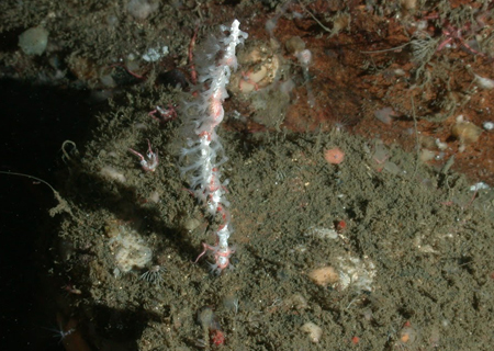 This is a new species of white coral, found in an area known as The Football. Most likely it is closely related to gorgonian corals. (Credit: NOAA). 