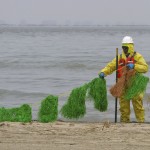 A worker places oil absorbent snares on the beach on the east end of Galveston Island