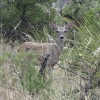 This deer may be hungier than usual in the drought.