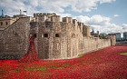 Lest we forget: an installation of ceramic poppies surrounds the Tower of London