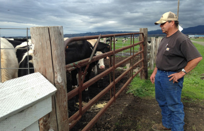 Dairy farmer John Vovoda checks in on his cows. He's opposed to Measure P. (April Dembosky/KQED)