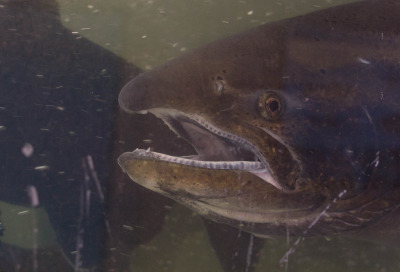 A female chinook salmon after arrival at the Feather River Fish Hatchery in Oroville. (Dan Brekke/KQED)