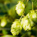 Understanding Beer: On Hops and Other Flavorants