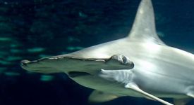 Hammerhead Shark Stalks Pair of Kayakers Off Palm Beach
