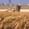 Monsanto Co. settles with Northwest wheat farmers