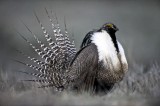 A Gunnison Sage Grouse. (AP Photo/Colorado Parks and Wildlife, Dave Showalter)