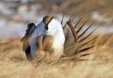 A male sage grouse performing  his "strut". (AP Photo/Rawlins Daily Times, Jerret Raffety, File)