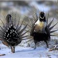 Sage grouse declared 'threatened'; Colorado, others to sue over oil and gas impact