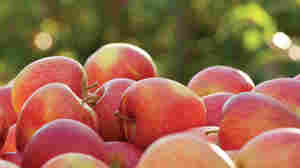 Pinatas are among the new generation of club apples — varieties that are not just patented, but also trademarked and controlled in such a way that only a select "club" of farmers can sell them.