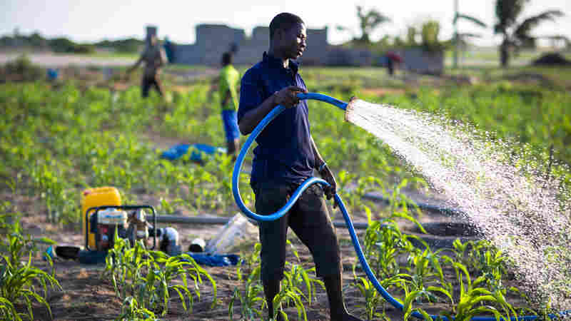 These farmers grow maize, onions and other vegetables in a city in Ghana. They use groundwater to irrigate their crops.