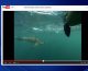 Hammerhead shark follows kayakers.  (Source: YouTube)