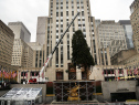Rockefeller Center's Christmas tree, an 85-foot Norway spruce from central Pennsylvania is hoisted onto a platform on November 7, 2014.  (Photo by Spencer Platt/Getty Images)