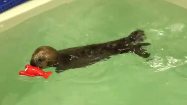 A frame from a YouTube video shows Pup 681 playing with a toy in her tank at Shedd Aquarium in Chicago. (Shedd Aquarium)