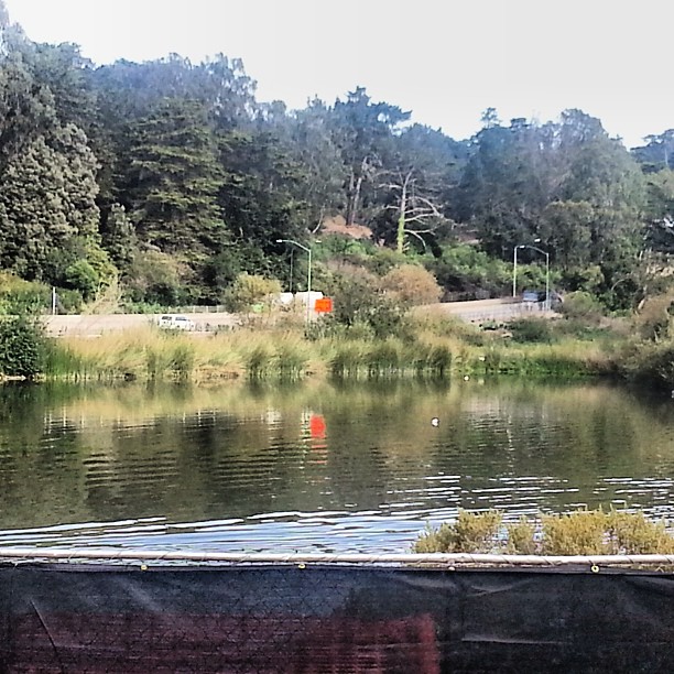 SF's #MountainLake is closed Wednesday as crews pump poison into the water to kill invasive species. It's part of a plan to restore the lake's natural ecosystem. #Presidio #PresidioTrust