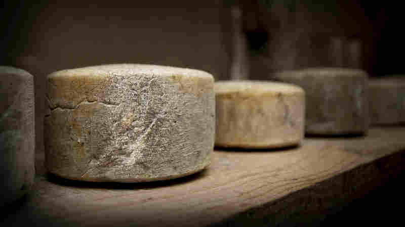 Many artisan cheese producers never pasteurize their milk – it's raw. The milk's natural microbial community is still in there. This microbial festival gives cheese variety and intrigues scientists.