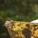 Broward's only community apiary gives local beekeepers a hive away from home.