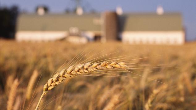 Monsanto settles with NW wheat farmers
