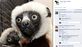 Jovian the lemur, seen here in a Facebook post from