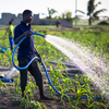 These farmers grow maize, onions and other vegetables in a city in Ghana. They use groundwater to irrigate their crops.