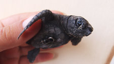 ScienceTake | Tagging Tiny Turtles