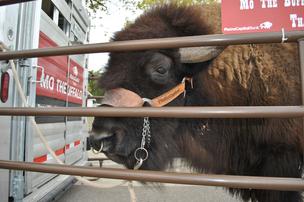 Mo the Buffalo, the face of PlainsCapital Bank, attended the ground breaking event.