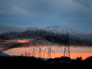 Tens of thousands of starlings start their murmuration, with Criffel mountain in the background, as dusk falls near Gretna Green on the England and Scotland border