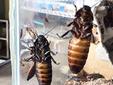 Madagascar cockroaches at the Smithsonian&#x27;s Insect Zoo.
