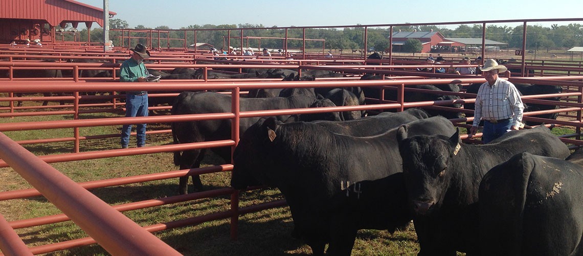 VIDEO: Battered by Years of Drought, Texas Cattle Ranching Rebounds