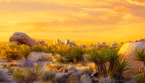 Southern California desert landscape (DRECP)