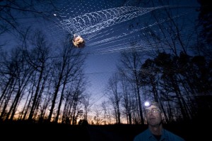 Dr. Lynn Robbins at Missouri State University using a mistnet to catch a bat. 