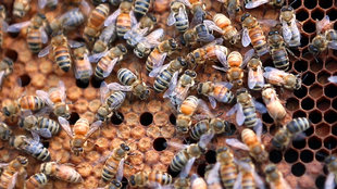 ScienceTake | Rise of the Worker Bees