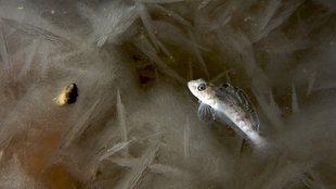 ScienceTake | Ice Fish Don’t Melt