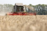 Harvesting wheat in Vargany, Russia, on Aug. 12